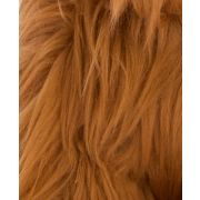 Highland Cow