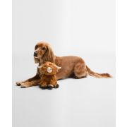 Highland Cow
