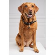 HC Classic Dog Collar - Black & Leopard Pony